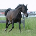 /album/fotogalerie-tjubaidanka/dsc-2932-72-72-1-jpg1/